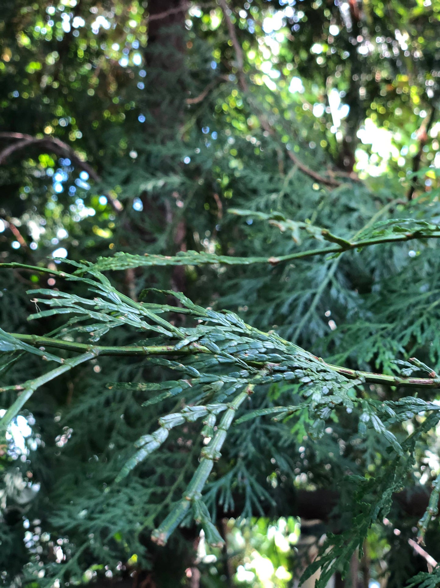 Ume Incense | POINT LOBOS Cypress | Natural Incense Sticks